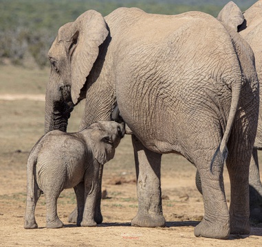2 Day Addo Elephant Park Safari