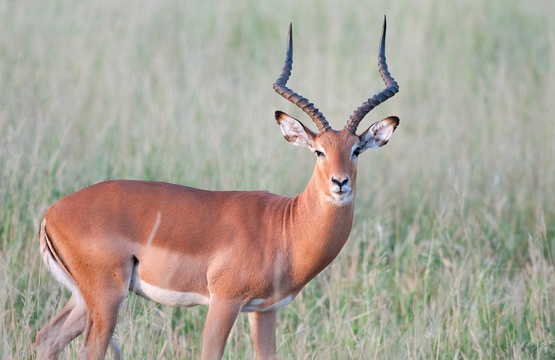 Impala Male, Kragga Kamma Game Reserve