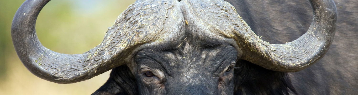 Buffalo Bull at Kragga Kamma Game Reserve