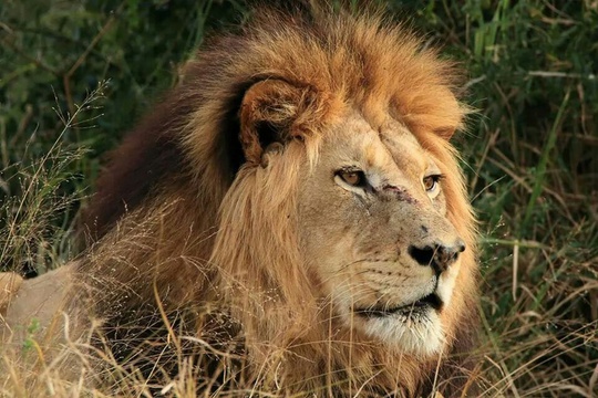 Port Elizabeth Big 5 Safari 